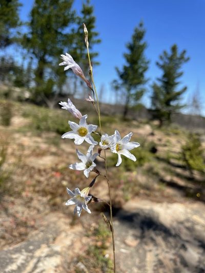 Ixia namaquana, photographed by Matt Berger