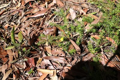 Hibbertia vestita, photographed by Greg Tasney