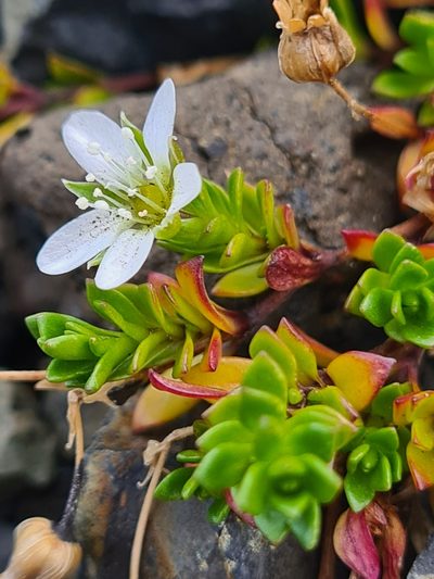 Arenaria norvegica, photographed by Jacek Pietruszewski