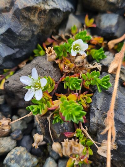 Arenaria norvegica, photographed by Jacek Pietruszewski