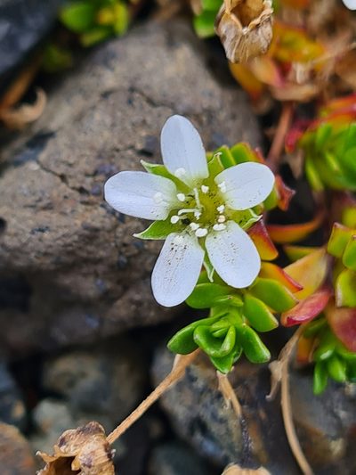 Arenaria norvegica, photographed by Jacek Pietruszewski