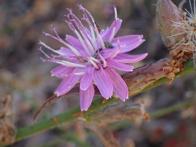 Stephanomeria cichoriacea, photographed by George Williams