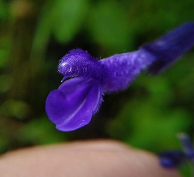 Salvia concolor, photographed by Aa A