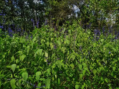 Salvia concolor, photographed by Aa A