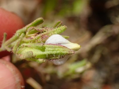 Cordylanthus rigidus, photographed by George Williams
