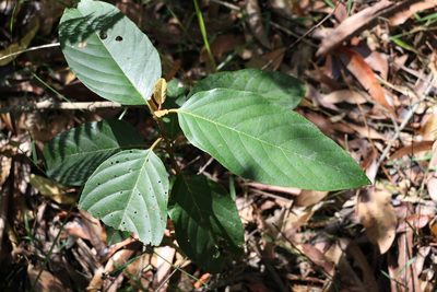 Alphitonia petriei, photographed by Greg Tasney