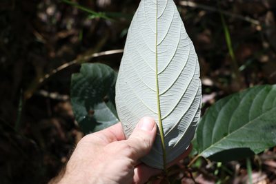 Alphitonia petriei, photographed by Greg Tasney