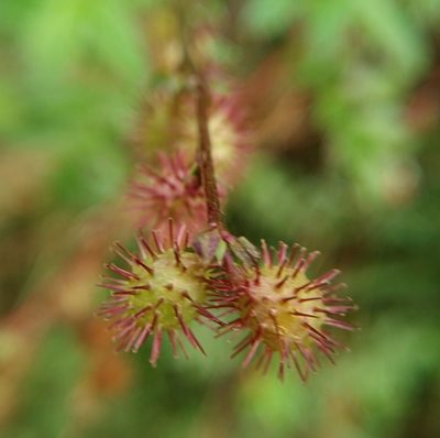 Acaena elongata, photographed by Aa A