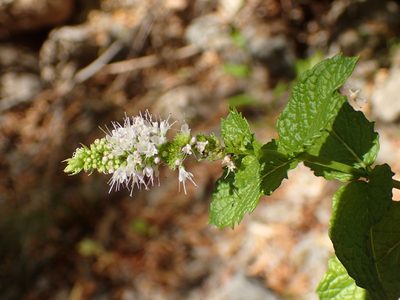 Mentha spicata, photographed by George Williams