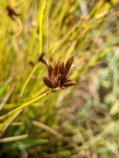 Cyperus melanostachyus, photographed by Ken-ichi Ueda