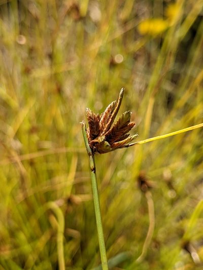 Cyperus melanostachyus, photographed by Ken-ichi Ueda
