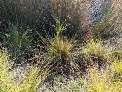 Cyperus melanostachyus, photographed by Ken-ichi Ueda
