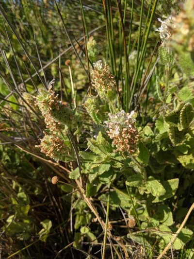 Stachys pycnantha, photographed by Ken-ichi Ueda