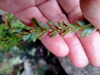 Tmesipteris tannensis, photographed by John Barkla