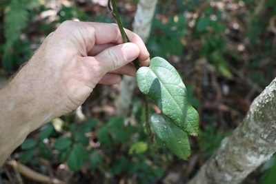 Hypserpa decumbens, photographed by Greg Tasney