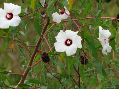 Muenchhusia laevis, photographed by Annika Lindqvist