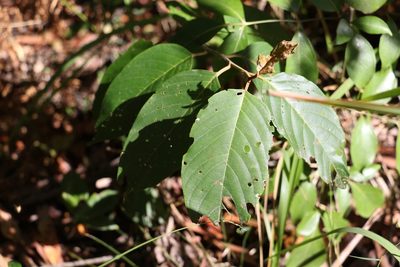 Alphitonia petriei, photographed by Greg Tasney