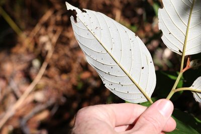 Alphitonia petriei, photographed by Greg Tasney