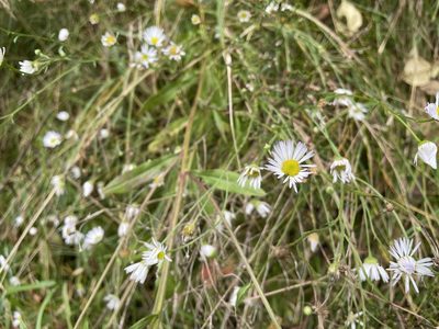 Erigeron strigosus, photographed by Kathleen Houlahan Chayer