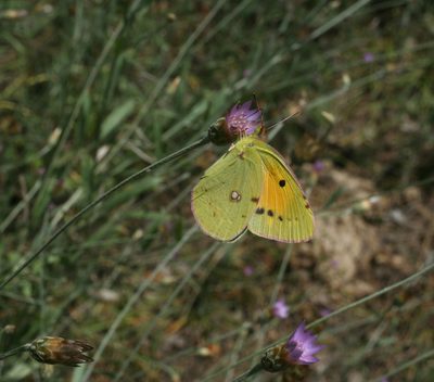 Xeranthemum cylindraceum, photographed by Oleg Kosterin
