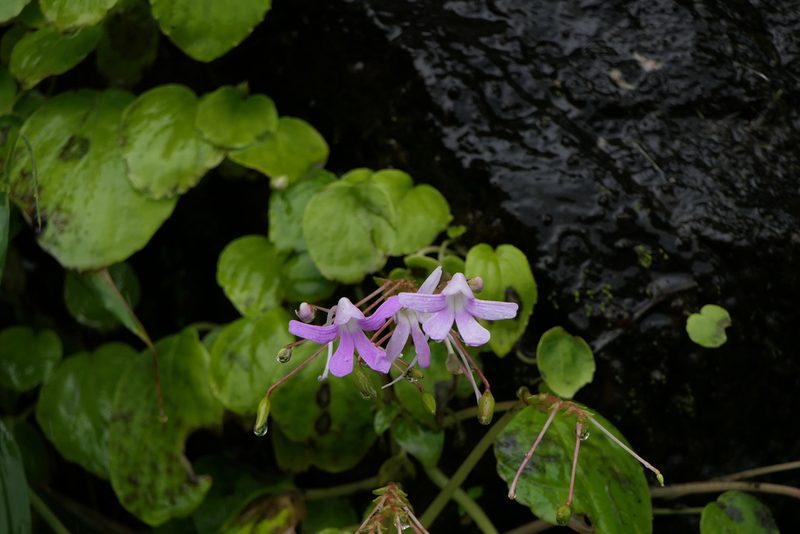 Impatiens acaulis, photographed by Dinesh Valke