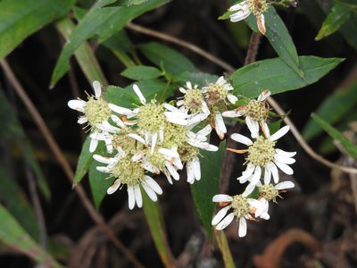 Doellingeria umbellata, photographed by sudomir