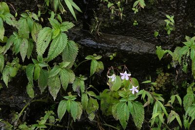 Lecanthus peduncularis, photographed by Dinesh Valke