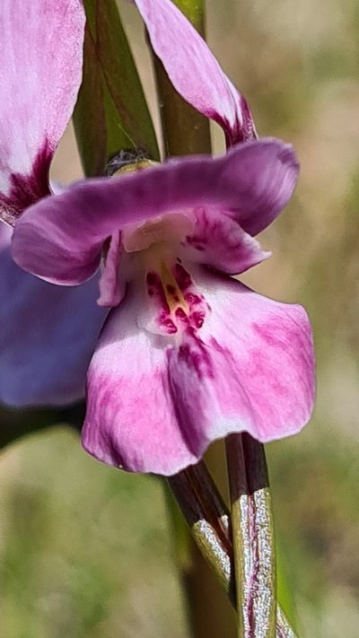 Diuris punctata, photographed by Vale Jenny Conolly