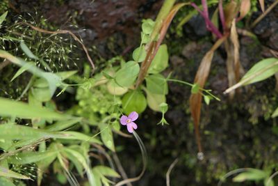 Canscora diffusa, photographed by Dinesh Valke
