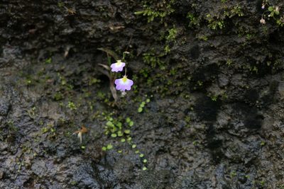 Utricularia striatula, photographed by Dinesh Valke