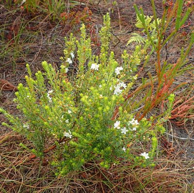 Agathosma planifolia, photographed by Nicola van Berkel