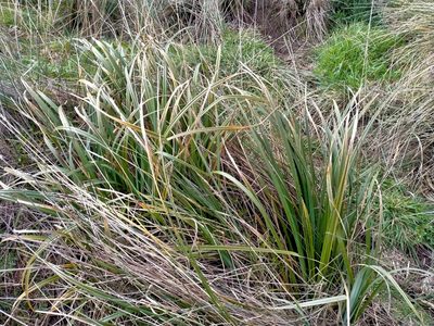 Carex trifida