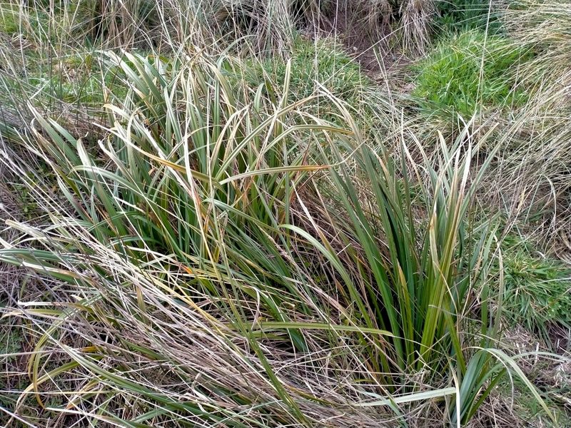 Carex trifida, photographed by John Barkla