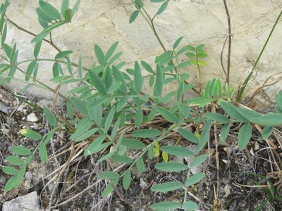 Hedysarum boreale, photographed by Erin Springinotic