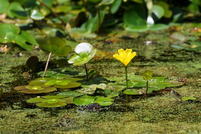 Nymphoides peltata, photographed by Tom Field
