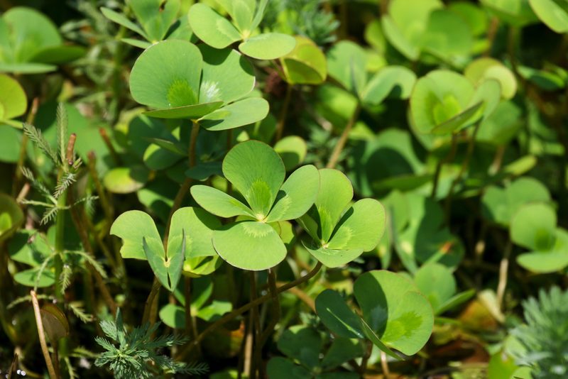 Marsilea mutica, photographed by Tom Field