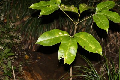 Melicope elleryana, photographed by Greg Tasney