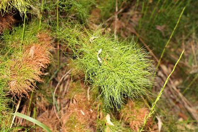 Baloskion tetraphyllum, photographed by Greg Tasney