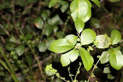 Notelaea ovata, photographed by Greg Tasney