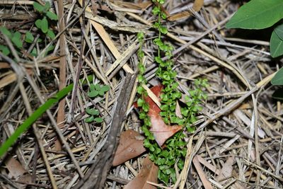 Lindsaea incisa, photographed by Greg Tasney