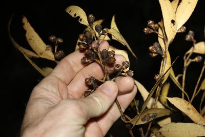 Eucalyptus resinifera, photographed by Greg Tasney