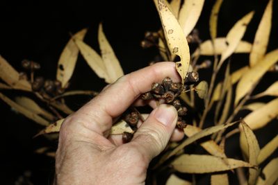 Eucalyptus resinifera, photographed by Greg Tasney