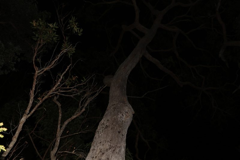 Eucalyptus resinifera, photographed by Greg Tasney