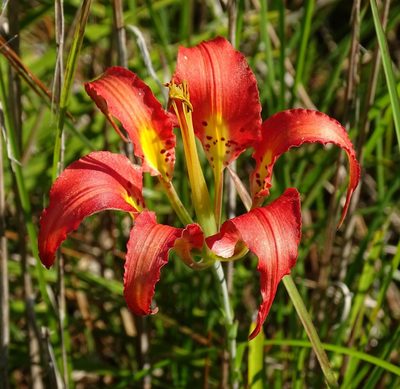 Lilium catesbaei, photographed by Stan Shebs
