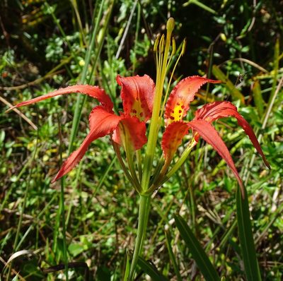 Lilium catesbaei, photographed by Stan Shebs