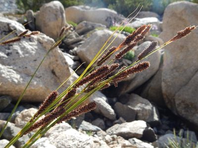 Carex congdonii, photographed by Matt Lavin
