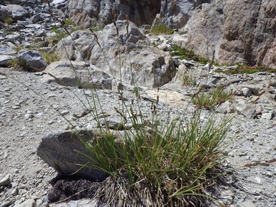 Carex congdonii, photographed by Matt Lavin