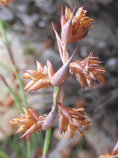 Mastersiella spathulata, photographed by douglaseustonbrown
