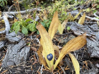 Clintonia uniflora, photographed by Hilary Rose Dawson