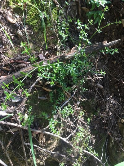 Trichogalium cliftonsmithii, photographed by Adam J. Searcy